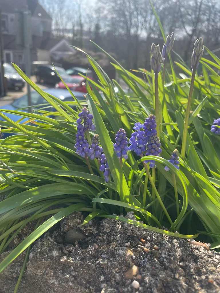 Muscari Armeniacum