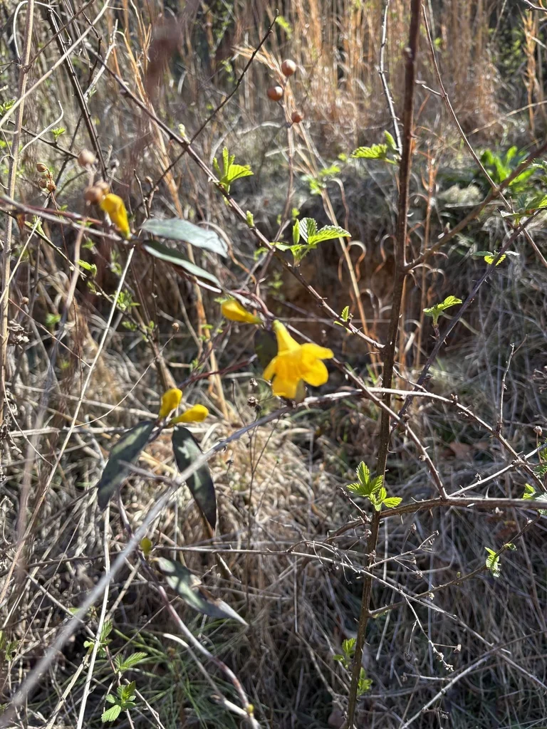 Gelsemium Sempervirens