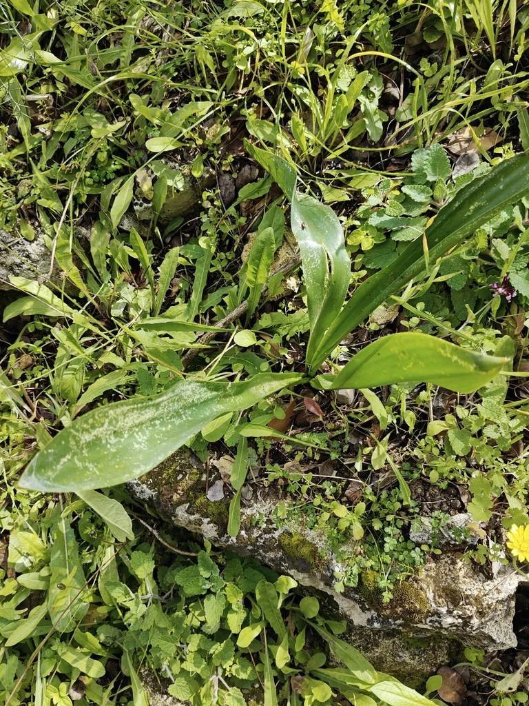 Drimia maritima