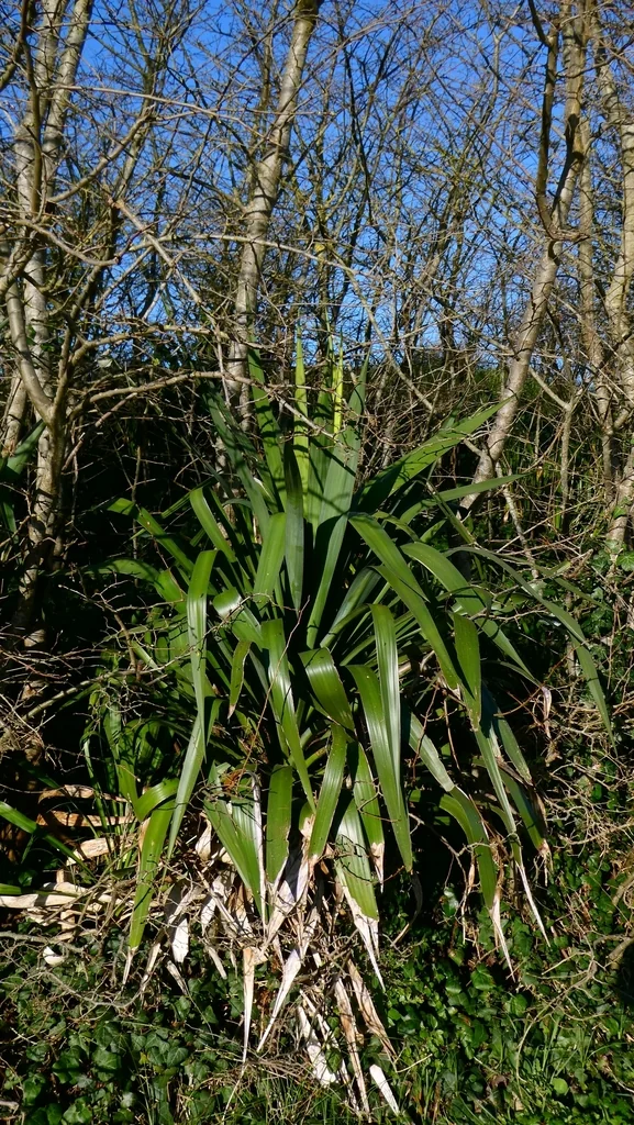 Yucca Gloriosa