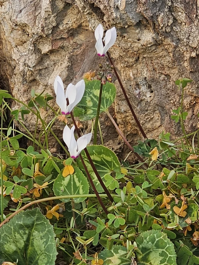 Cyclamen Persicum