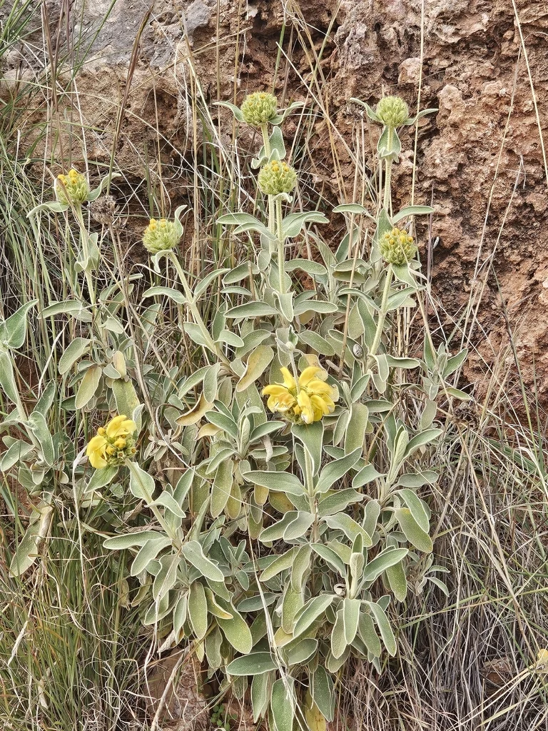 Phlomis Fruticosa
