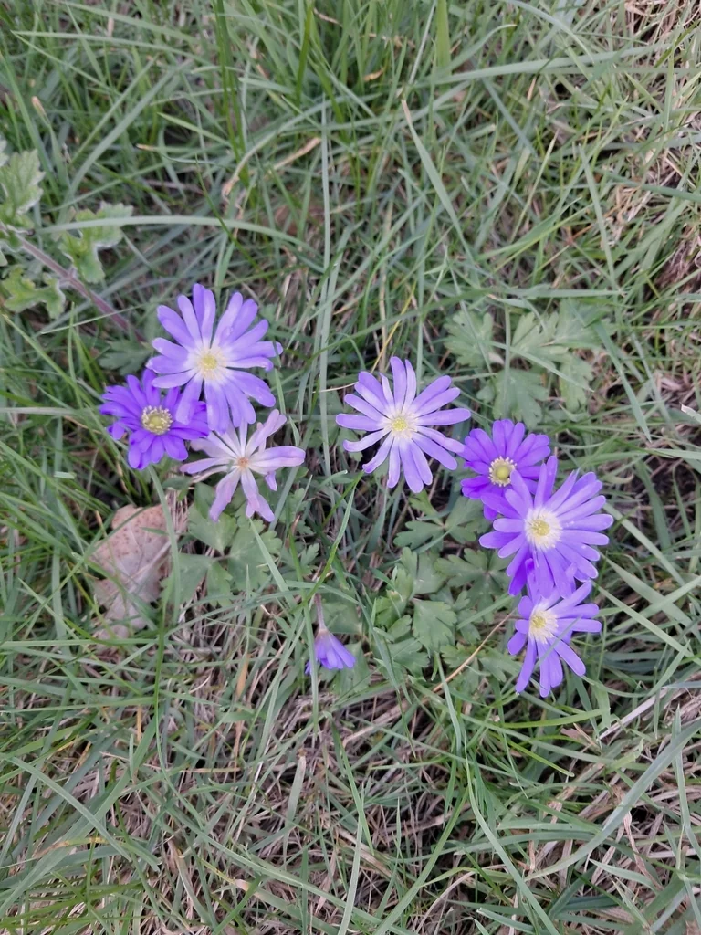Anemone Blanda