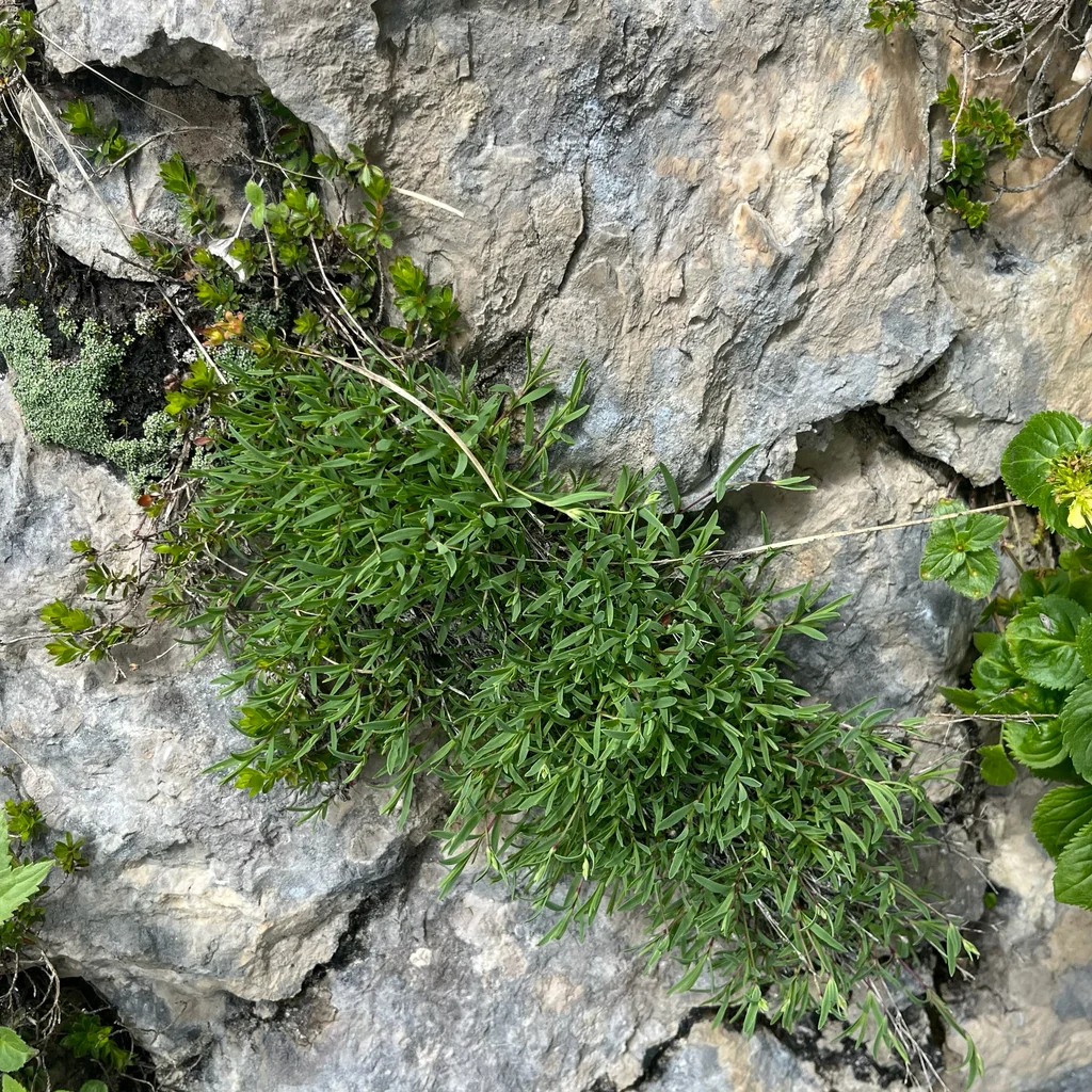 Gypsophila Repens