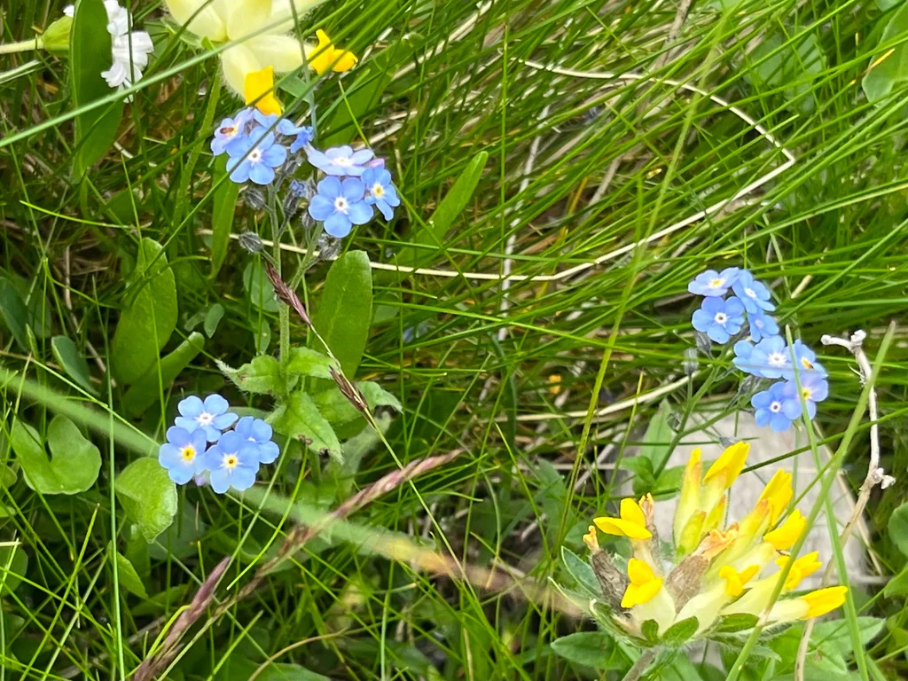 Myosotis Alpestris