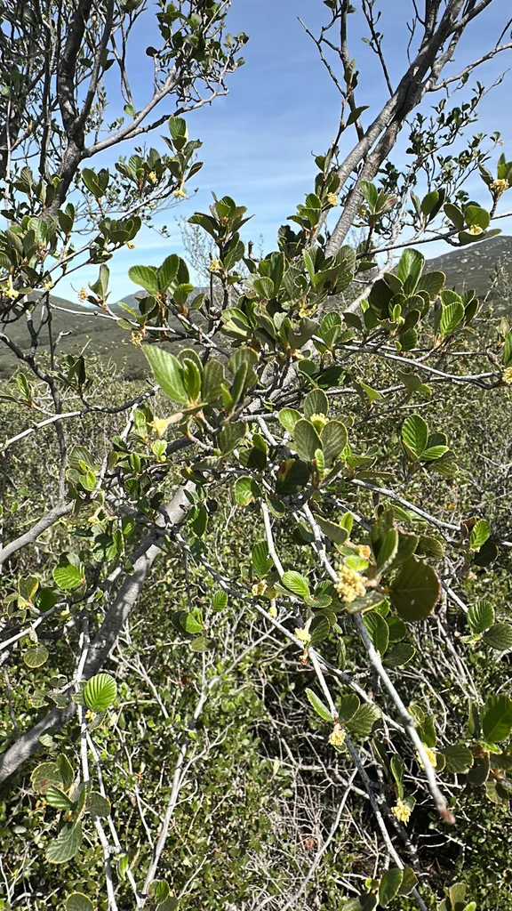 Cercocarpus Betuloides