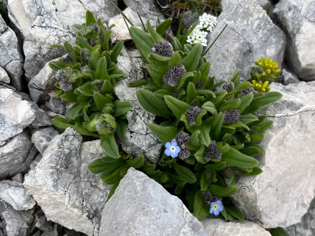 Myosotis Alpestris