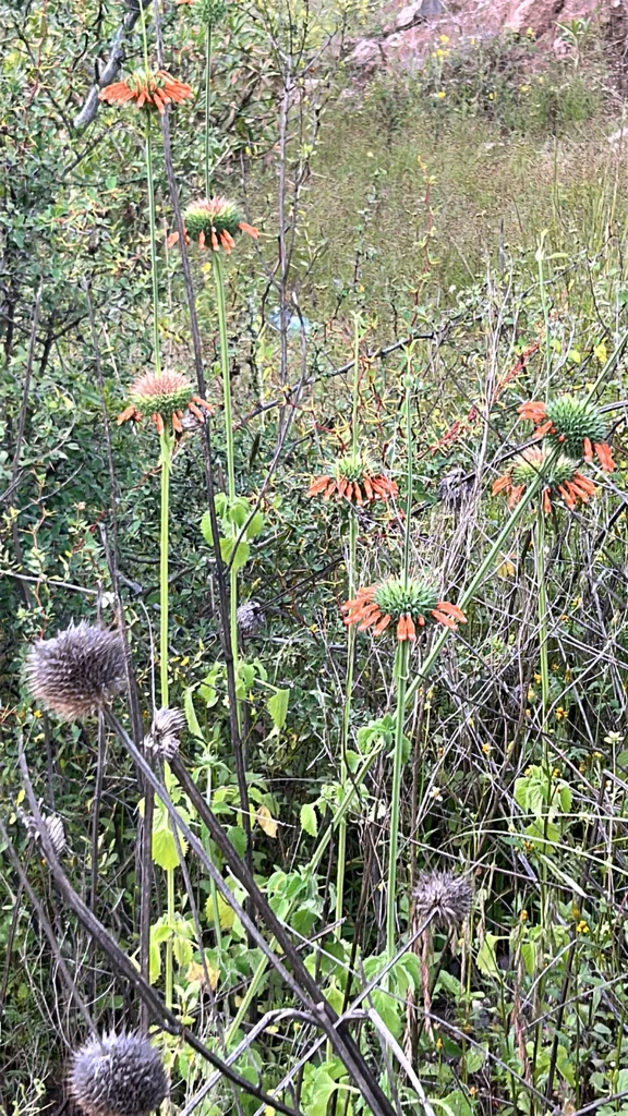Leonotis Nepetifolia