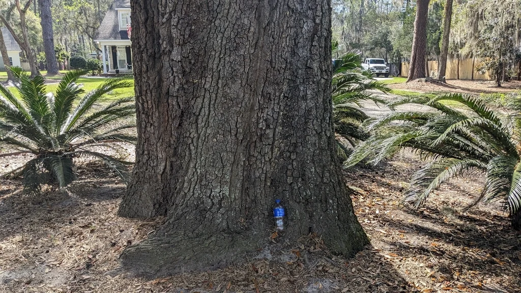 Quercus Virginiana