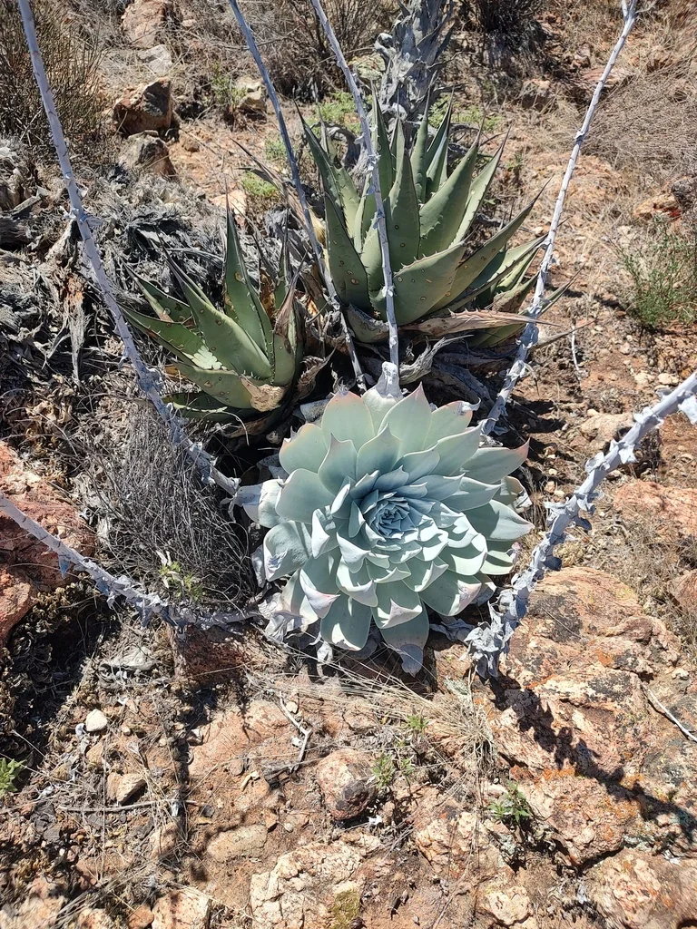 Dudleya Pulverulenta