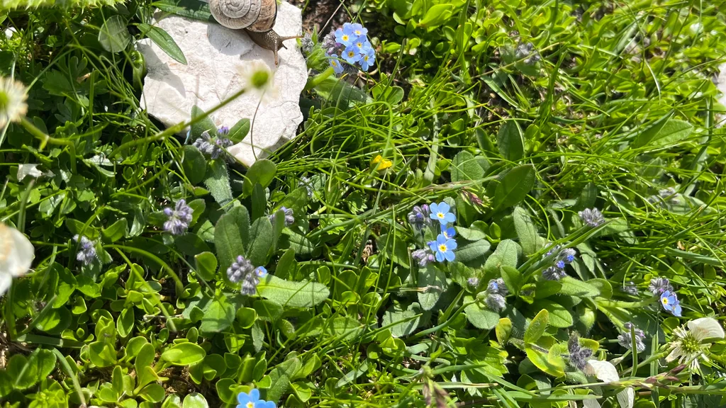 Myosotis Alpestris