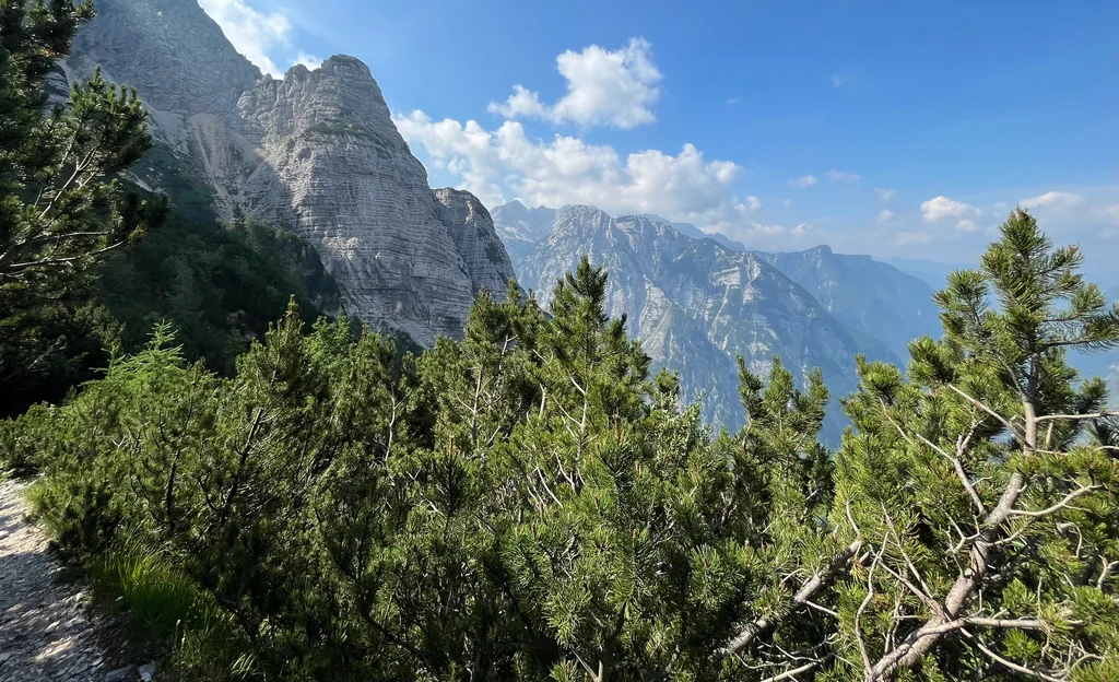 Pinus Mugo Mugo
