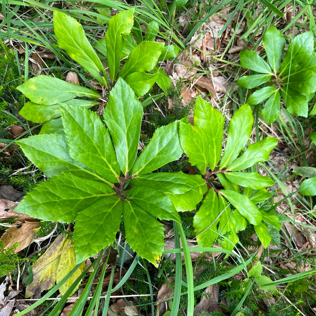 Helleborus Niger