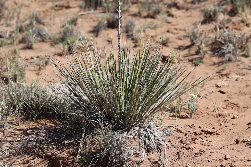 Yucca Baileyi