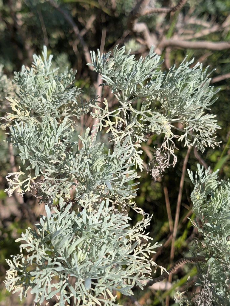Artemisia Arborescens