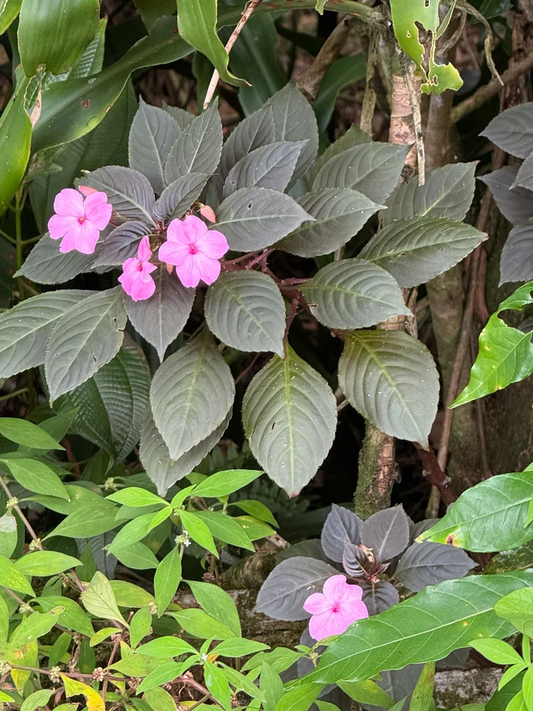 Impatiens walleriana