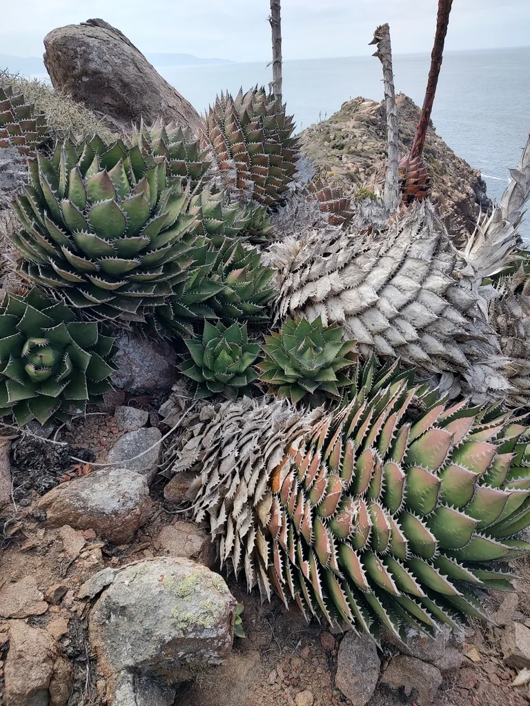 Agave Shawii