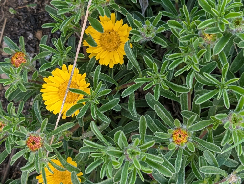 Asteriscus Maritimus