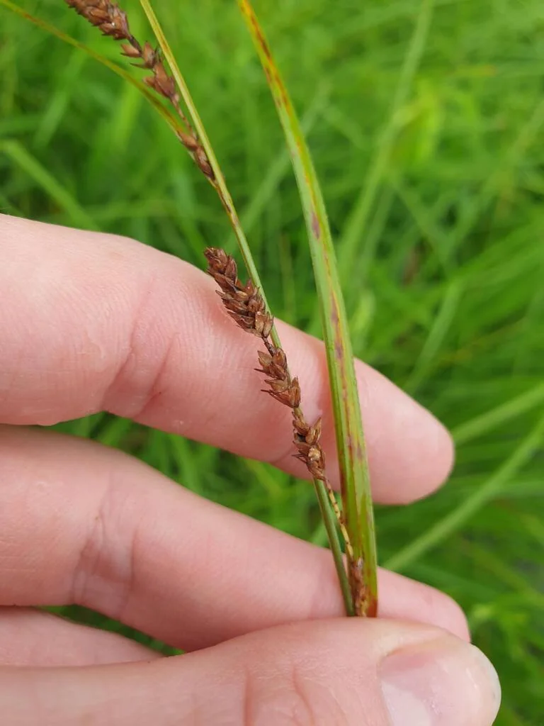 Carex Stricta