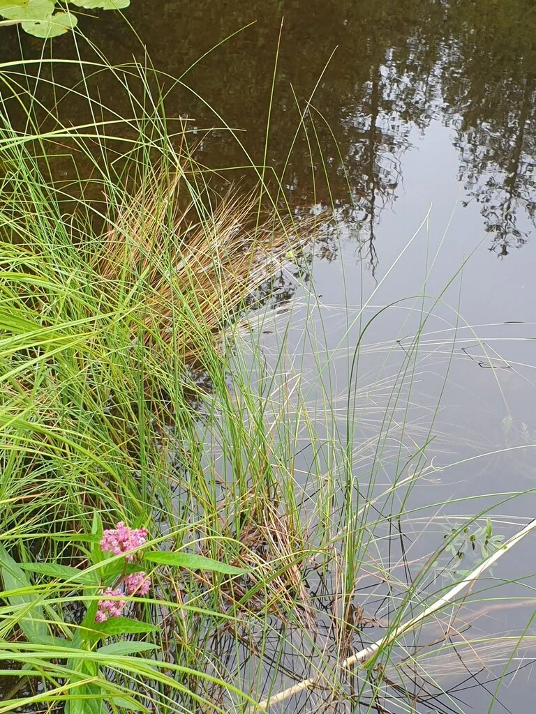 Carex Lasiocarpa
