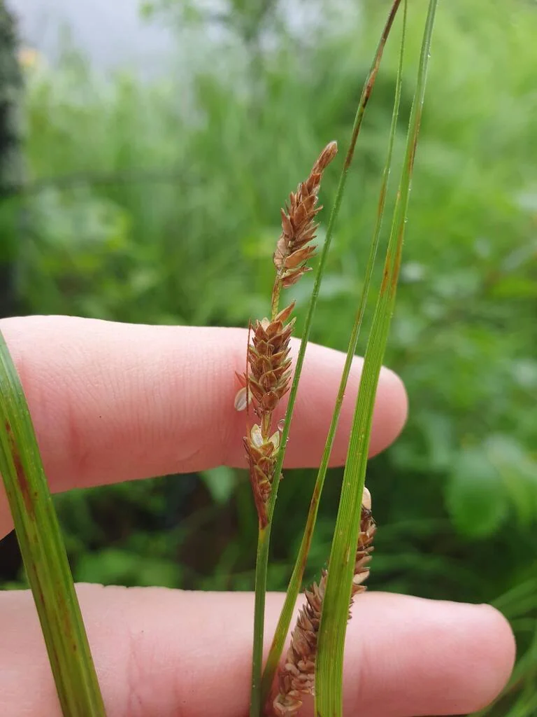 Carex Stricta