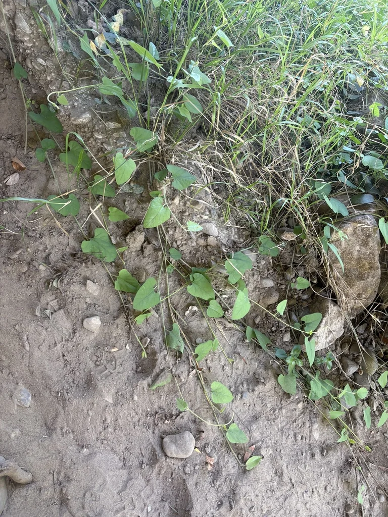 Aristolochia Californica
