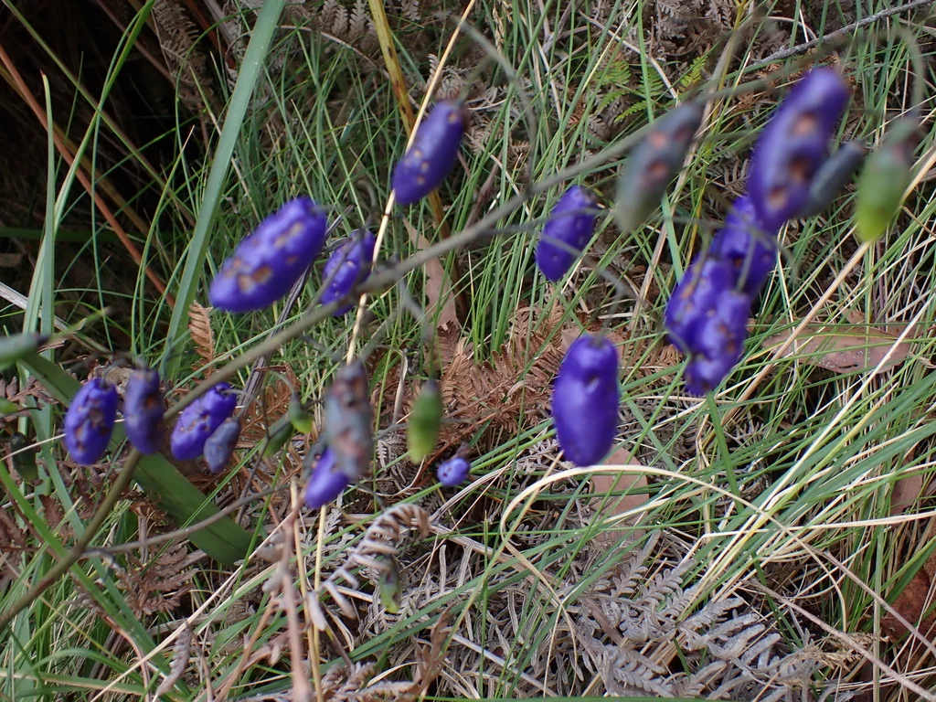 Dianella Tasmanica