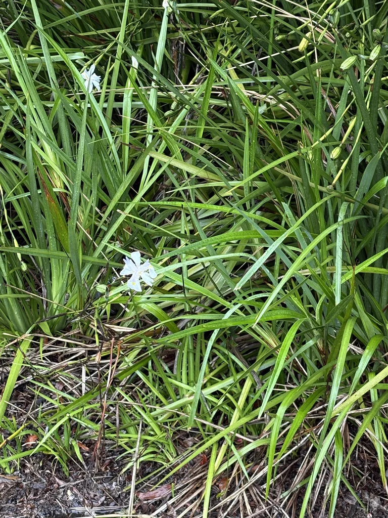 Dietes Grandiflora