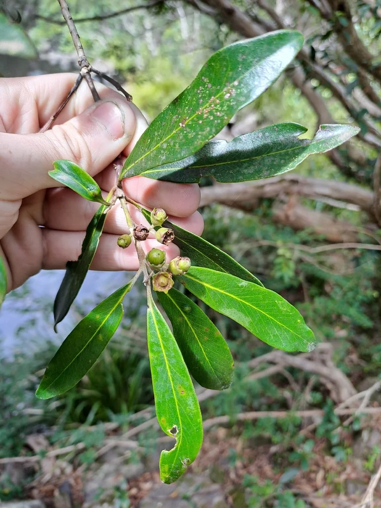 Tristaniopsis Laurina