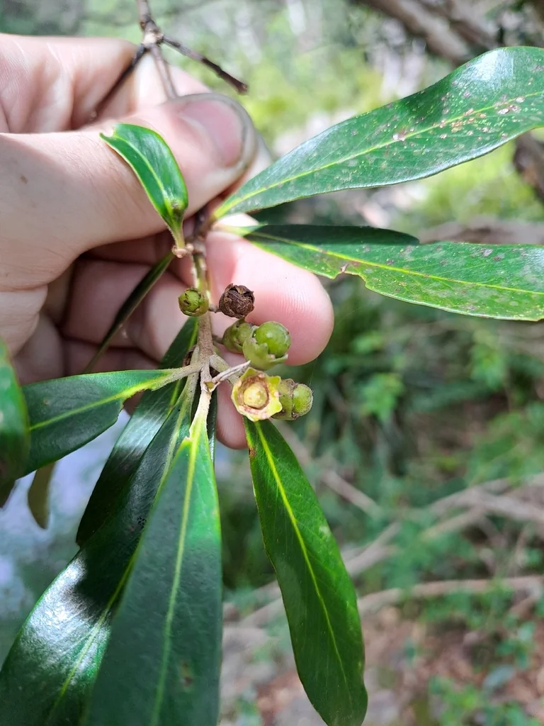 Tristaniopsis Laurina