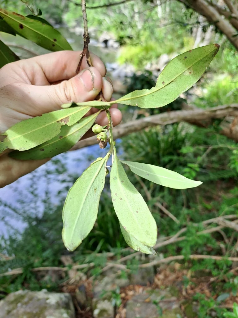 Tristaniopsis Laurina