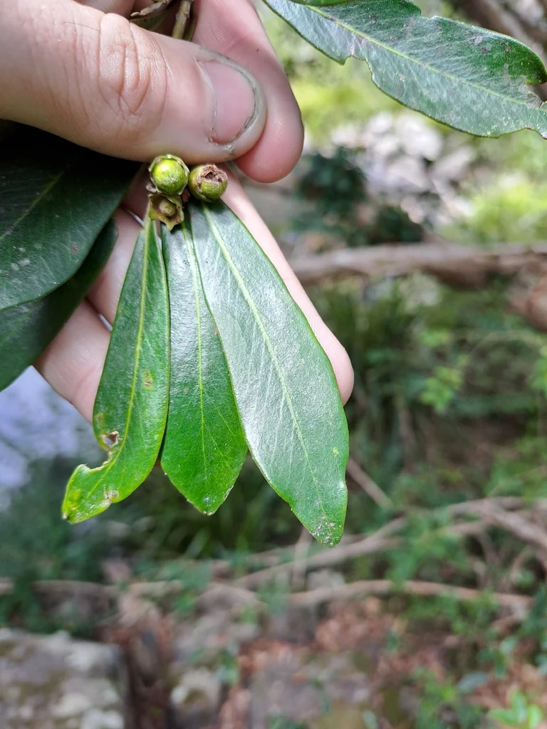 Tristaniopsis Laurina