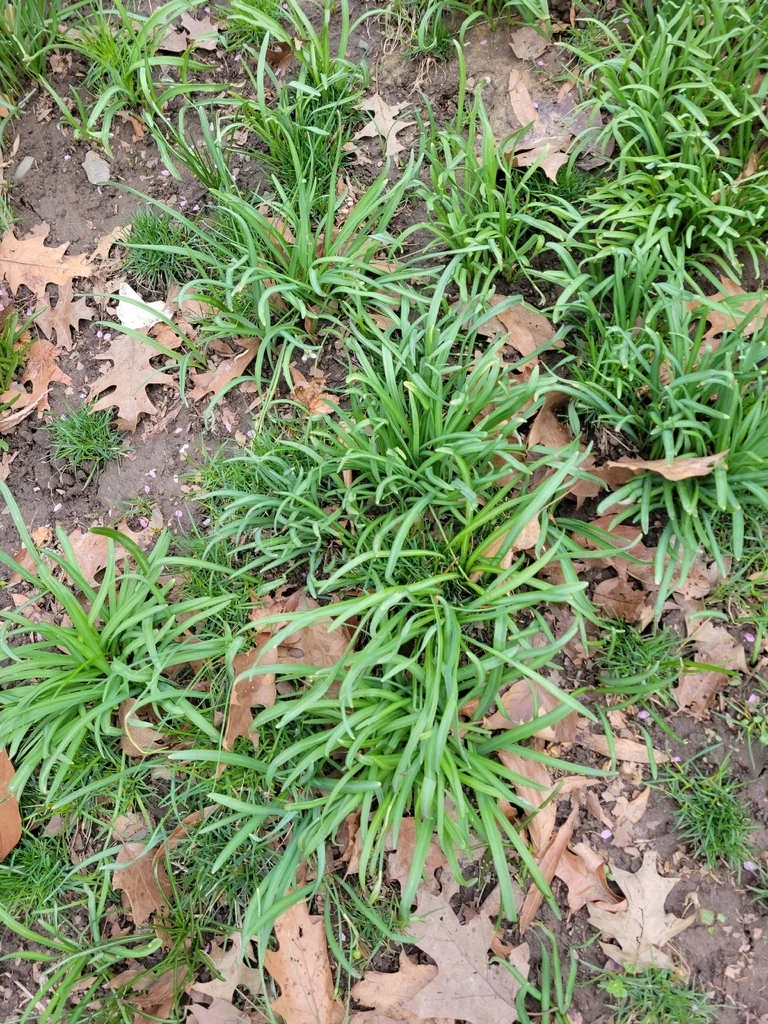 Ipheion Uniflorum