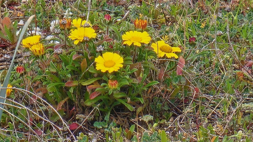 Asteriscus Maritimus