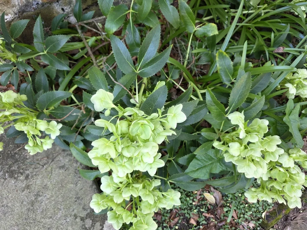 Helleborus Argutifolius
