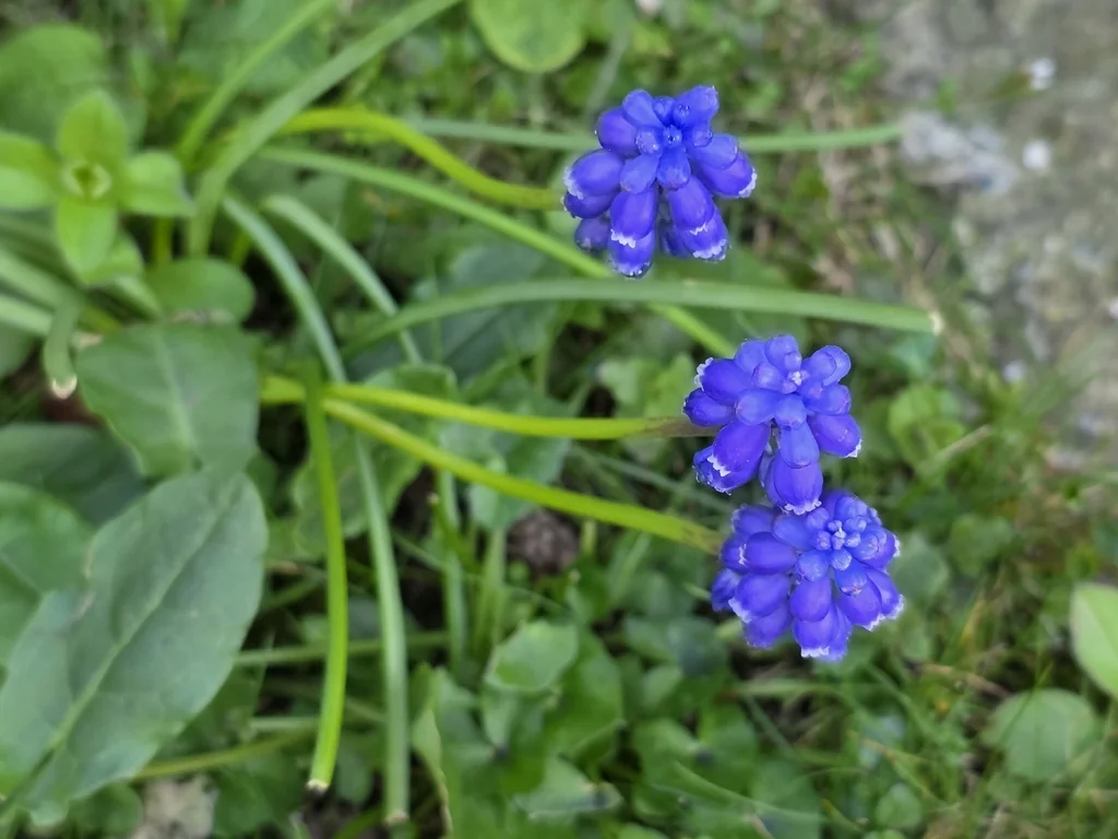 Muscari Armeniacum