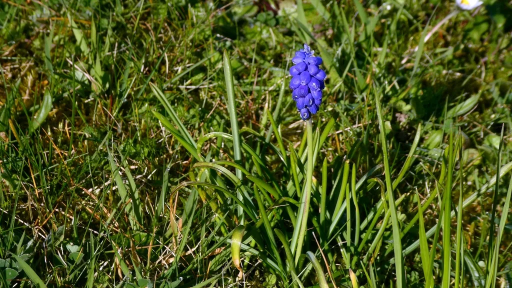 Muscari Armeniacum