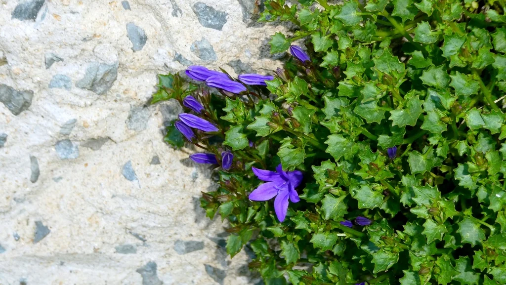 Campanula Portenschlagiana