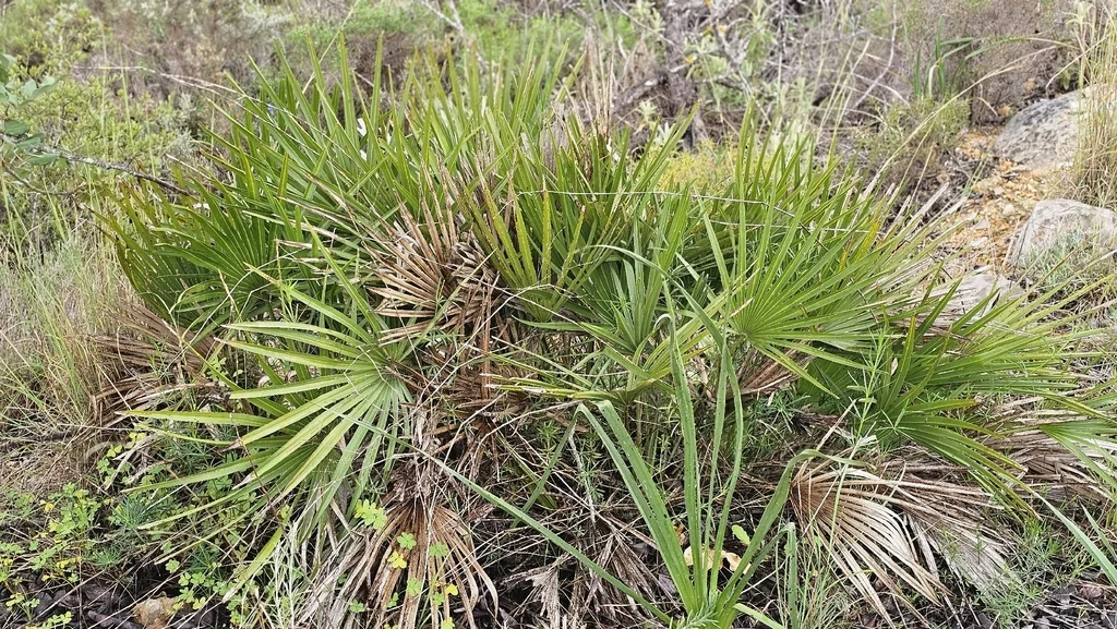 Chamaerops Humilis