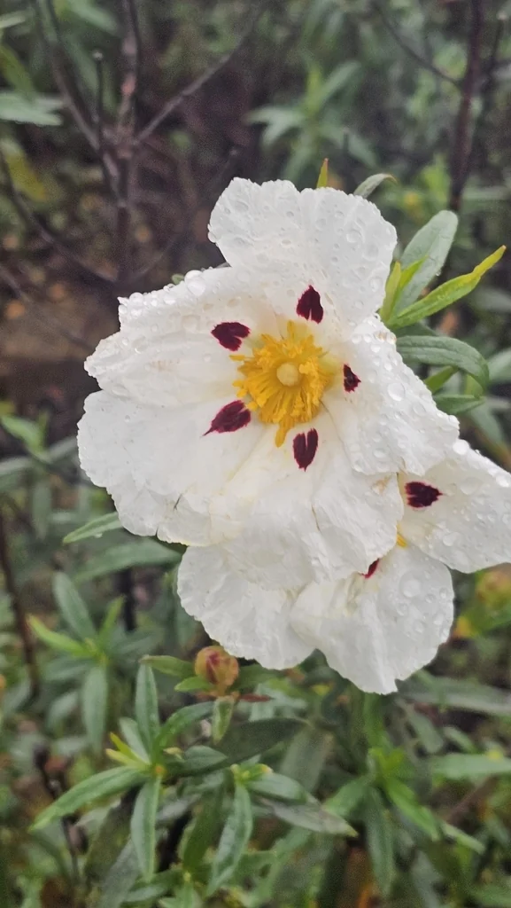 Cistus Ladanifer