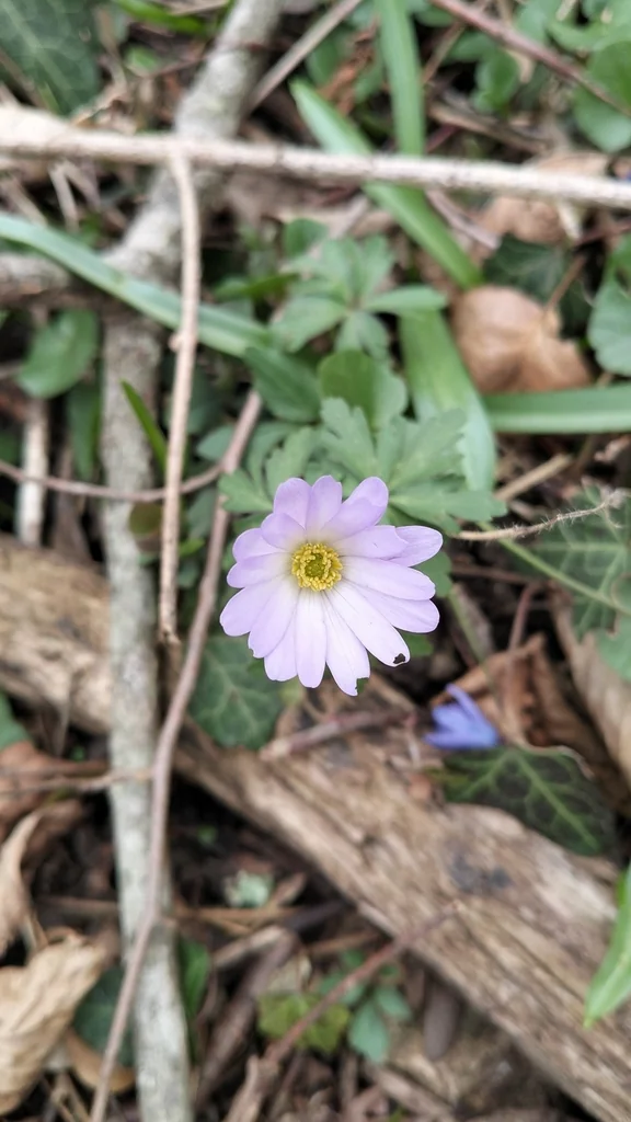 Anemone Blanda