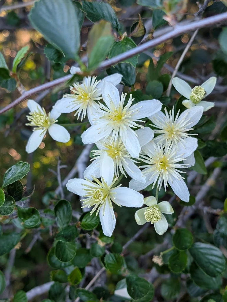Clematis Lasiantha