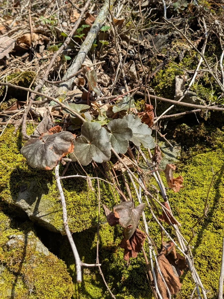 Heuchera Americana