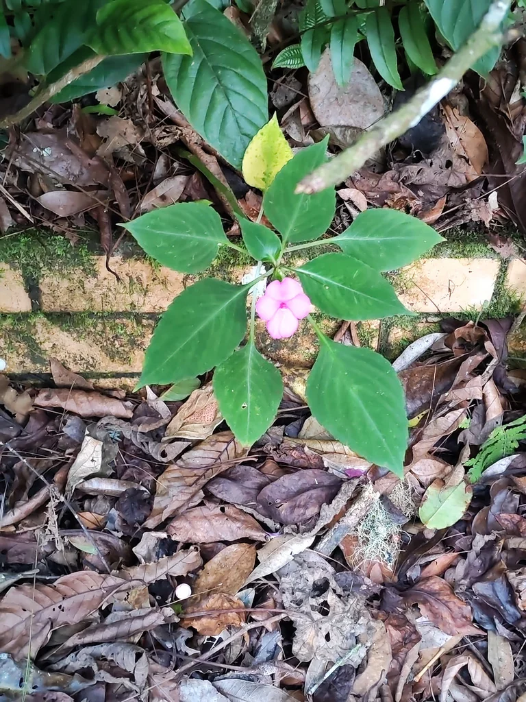 Impatiens walleriana