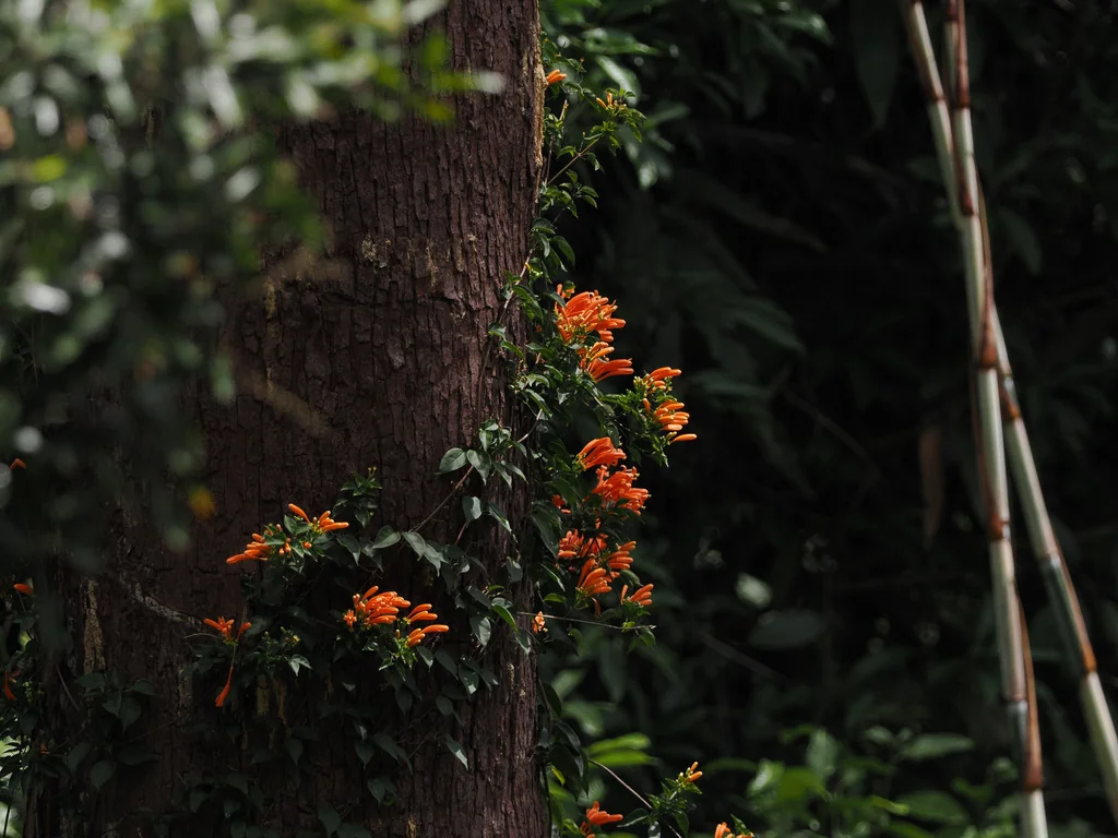 Pyrostegia Venusta