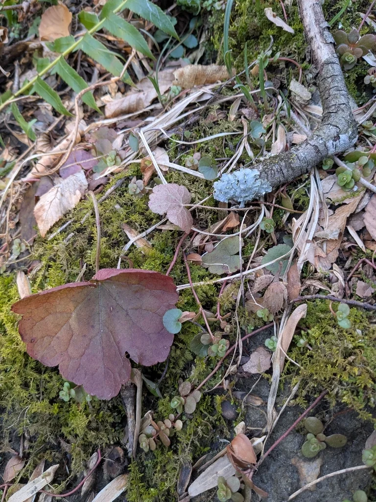 Heuchera Americana