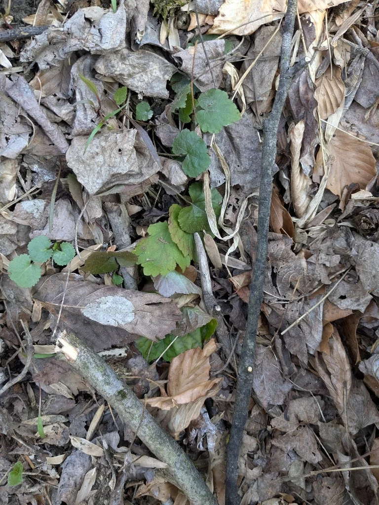 Heuchera Americana