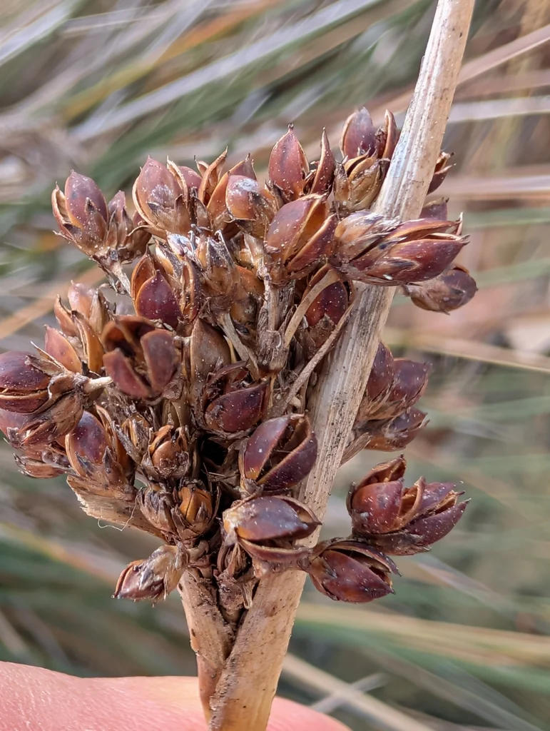 Juncus Acutus
