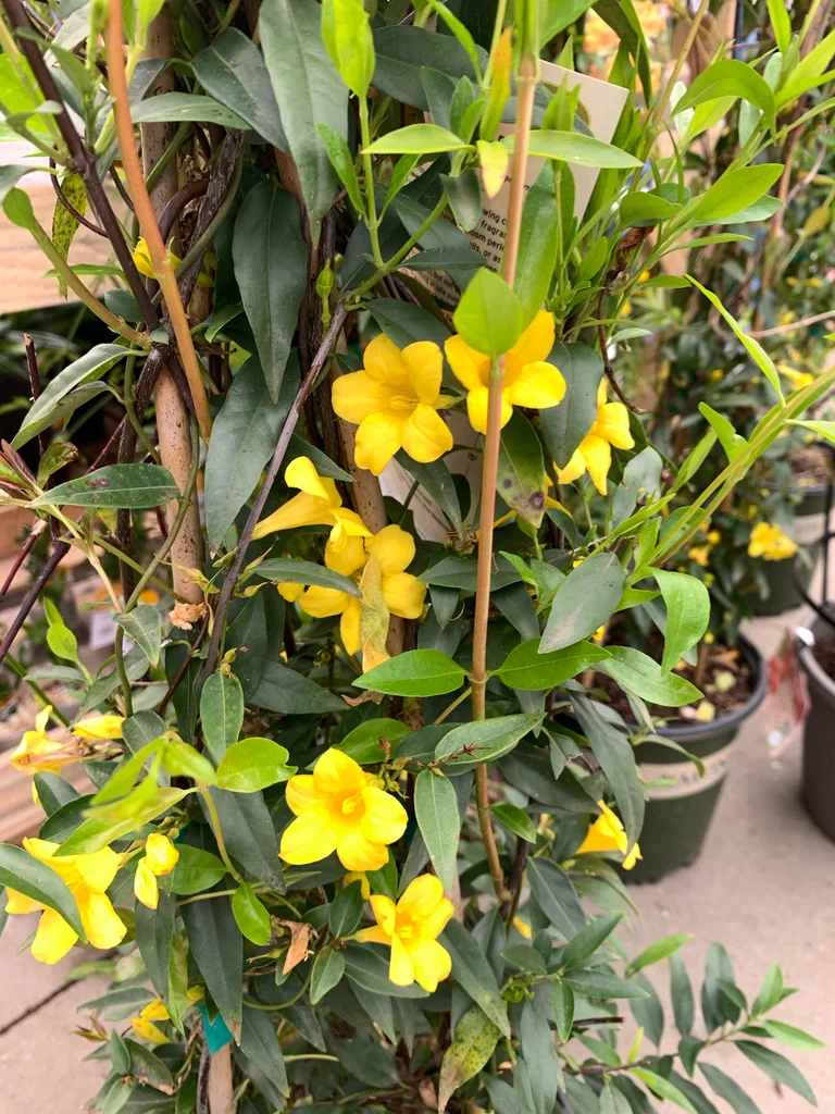 Gelsemium Sempervirens
