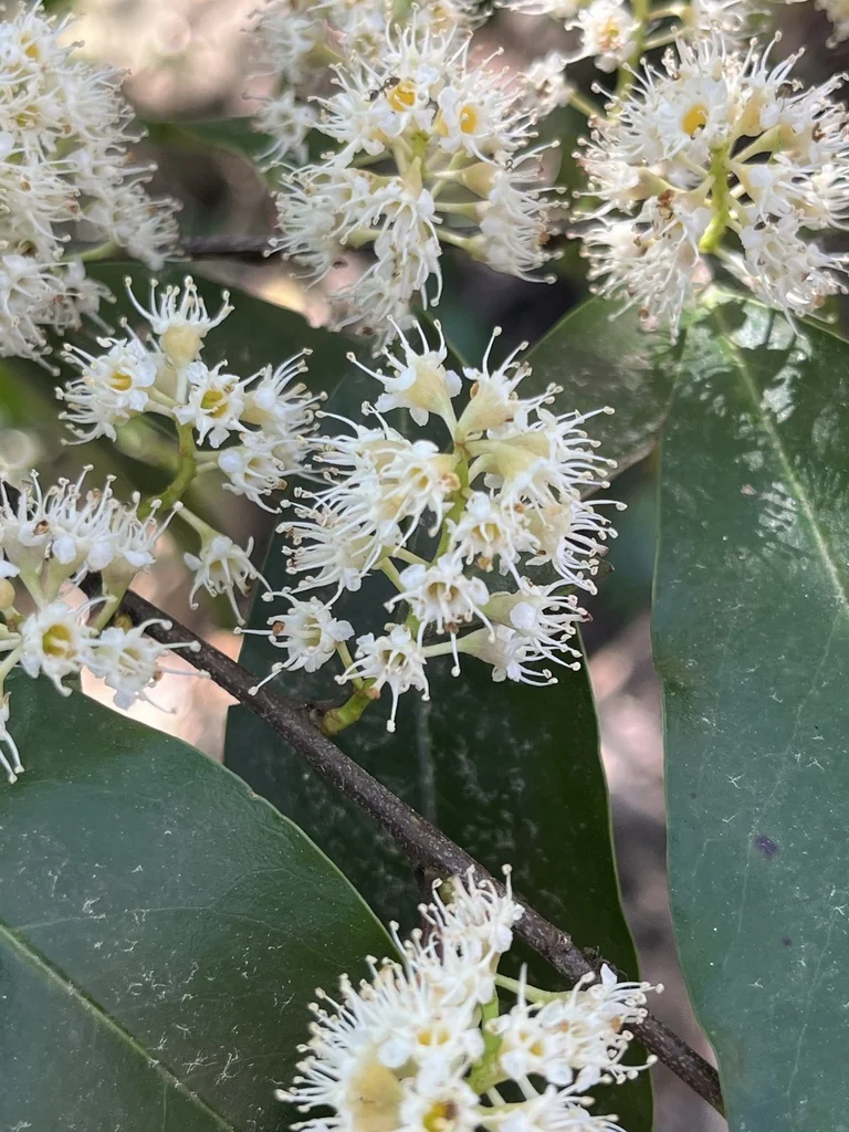 Prunus Caroliniana